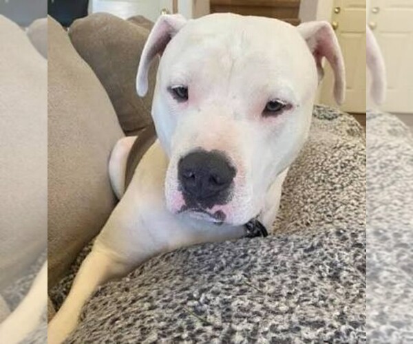 Medium Photo #1 American Staffordshire Terrier Puppy For Sale in CUBA, NY, USA