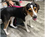 Small #1 Border Collie Mix