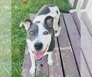 American Pit Bull Terrier-Unknown Mix Dogs for adoption in Germantown, OH, USA