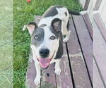 Small American Pit Bull Terrier Mix