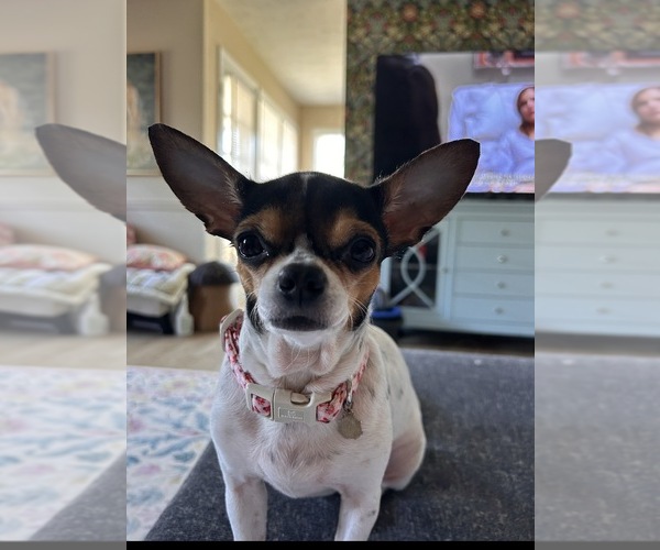 Medium Photo #1 Chihuahua Puppy For Sale in MONTGOMERY, AL, USA