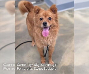 Medium Pomeranian-pomeranian spitz Mix