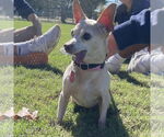 Small #5 Chihuahua