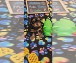 Small Photo #110 Yorkshire Terrier Puppy For Sale in AKRON, OH, USA