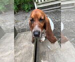 Small #3 Basset Hound Mix