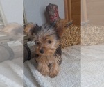 Small #1 Yorkshire Terrier