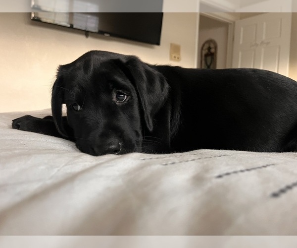 Medium Photo #13 Golden Labrador Puppy For Sale in PORT ORANGE, FL, USA