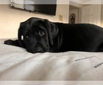Small #12 Golden Labrador