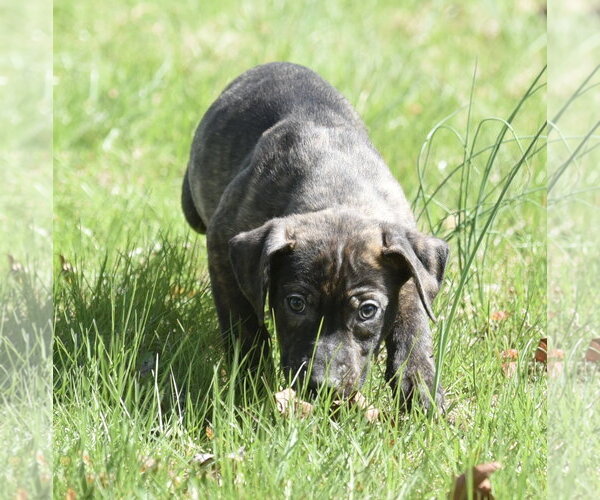 Medium Photo #5 Mutt Puppy For Sale in Mechanicsburg, PA, USA