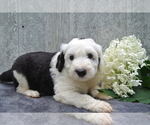 Puppy 3 Sheepadoodle