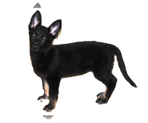 Medium Photo #4 German Shepherd Dog Puppy For Sale in WARRENTON, NC, USA