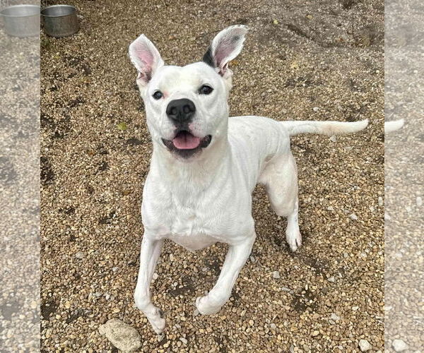 Medium Photo #7 Labrador Retriever-Unknown Mix Puppy For Sale in Anniston, AL, USA