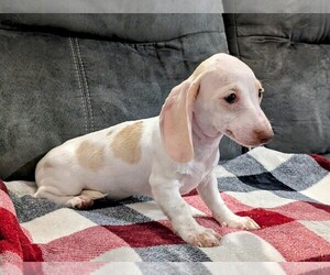 Dachshund Puppy for sale in DEBARY, FL, USA