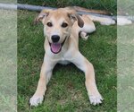 Small #3 Catahoula Leopard Dog-Great Pyrenees Mix