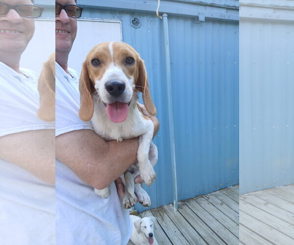 Medium Photo #8 Beagle Puppy For Sale in Murfreesboro, NC, USA