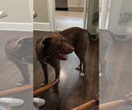 Small #3 Chocolate Labrador retriever-Great Dane Mix