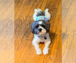 Small #4 Shih Tzu Mix