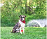 Small #4 Boxer Mix