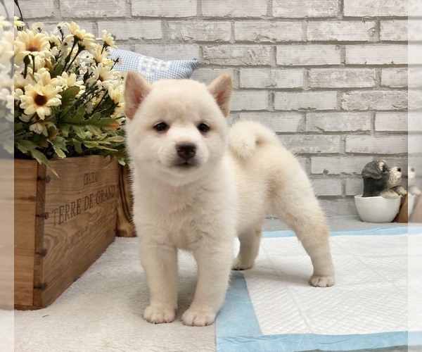 Medium Photo #7 Shiba Inu Puppy For Sale in CHICAGO, IL, USA