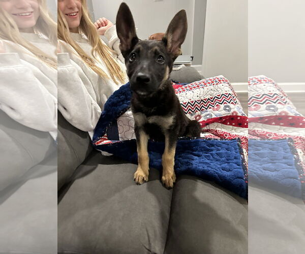 Medium Photo #1 Shepradors Puppy For Sale in Princeton, MN, USA