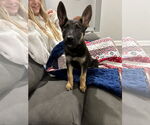 Small Shepradors