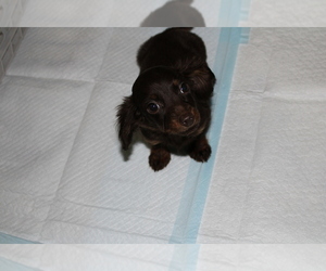 Dachshund Puppy for sale in CHANUTE, KS, USA