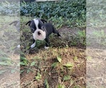 Small #6 Boston Terrier
