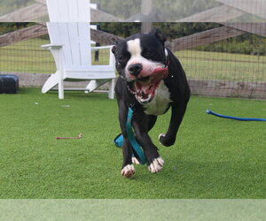 Boulderface - Male American Bulldog Dog for Adoption - Photo #2