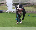 Small Photo #2 American Bulldog Puppy For Sale in Chestertown, MD, USA