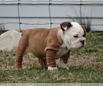 Small Photo #7 English Bulldog Puppy For Sale in VERONA, MO, USA