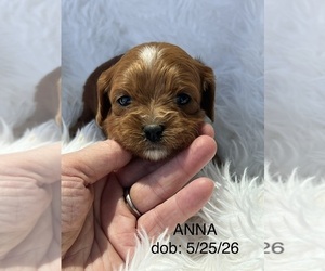 Cavapoo (Toy) Puppy for sale in NILES, MI, USA