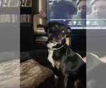 Small #2 Mutt