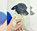 DOBBY - Male Rat Terrier-Unknown Mix Dog for Adoption - Small photo