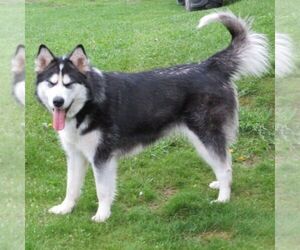 Mother of the Alaskan Malamute puppies born on 07/10/2025