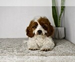 Small #3 Cavapoo