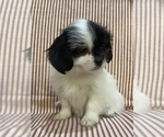 Puppy 3 Mal-Shi-Shih Tzu Mix