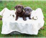 Puppy Charcoal female Labrador Retriever