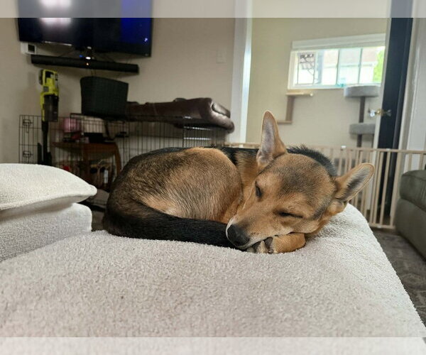 Medium Photo #11 German Shepherd Dog-Unknown Mix Puppy For Sale in Springdale, PA, USA