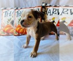 Puppy Aurora Olde English Bulldogge