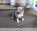 Puppy Juliet Miniature Australian Shepherd