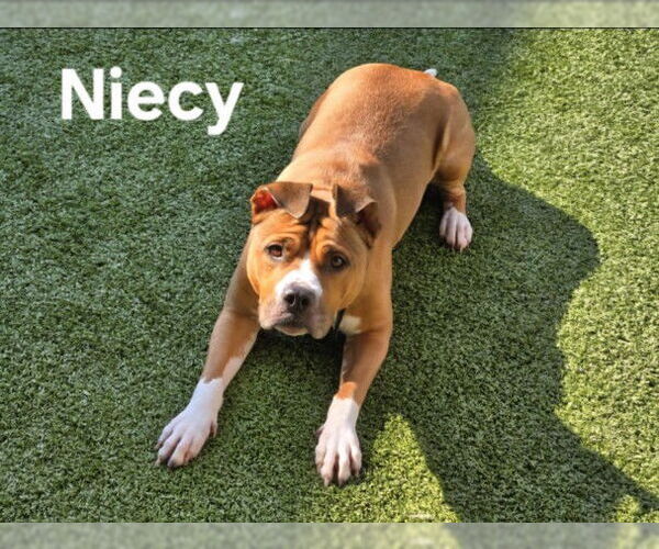 Medium Photo #2 Bullboxer Pit Puppy For Sale in Derwood, MD, USA