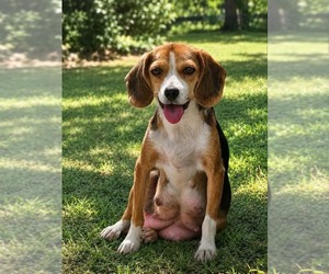 Beagle Dogs for adoption in Rustburg, VA, USA