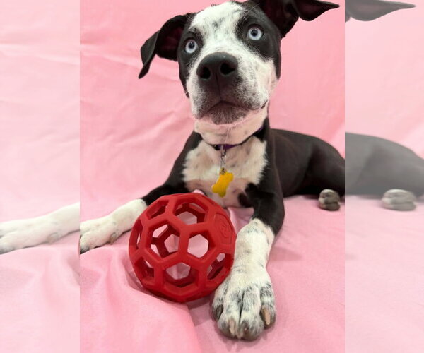 Medium Photo #4 Australian Shepherd-Catahoula Leopard Dog Mix Puppy For Sale in Sandy, UT, USA