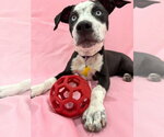 Small #3 Australian Shepherd-Catahoula Leopard Dog Mix