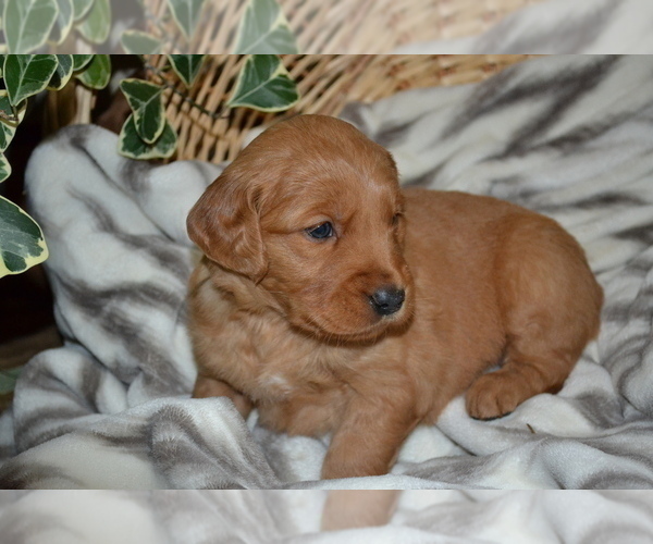 Medium Photo #4 Golden Retriever Puppy For Sale in GREENWOOD, WI, USA