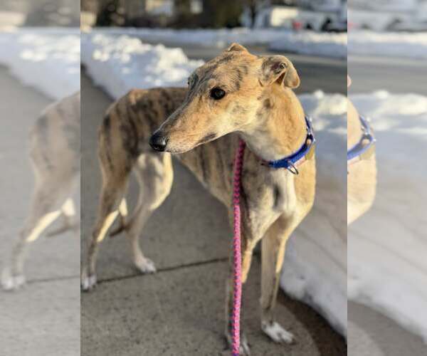 Medium Photo #4 Greyhound Puppy For Sale in Cherry Hill, NJ, USA