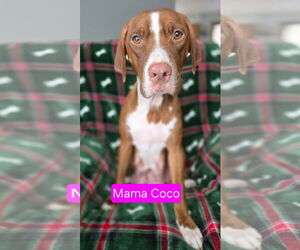 American Pit Bull Terrier-Unknown Mix Dogs for adoption in Duluth, MN, USA