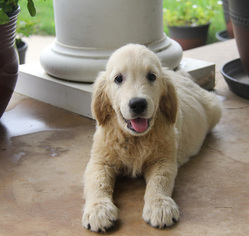 English Cream Golden Retriever Puppy for sale in DENTON, TX, USA