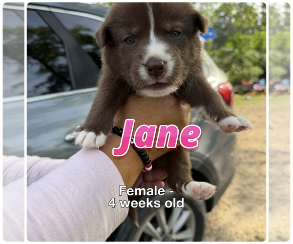 Medium Photo #1 Australian Shepherd-Unknown Mix Puppy For Sale in The Woodlands, TX, USA