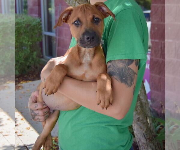 Medium Photo #3 Boxer-German Shepherd Dog Mix Puppy For Sale in Huntley, IL, USA